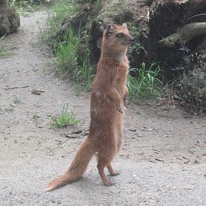 06 2024 - Yellow mongoose