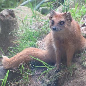 06 2024 - Yellow mongoose