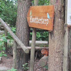 06 2024 - Wild red squirrel at the 'Kwetterterp'