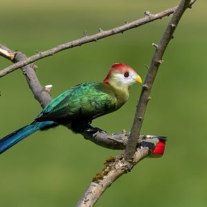 Red crested turaco, ZSL Whipsnade, UK