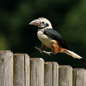 Visayan Tarictic hornbill, ZSL Whipsnade, UK