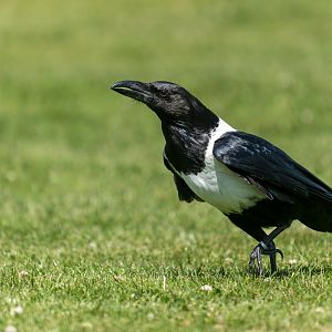 Pied crow, ZSL Whipsnade, UK