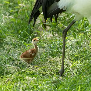 Red crowned crane chick, ZSL Whipsnade, UK