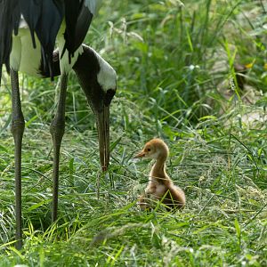 Red crowned crane chick, ZSL Whipsnade, UK