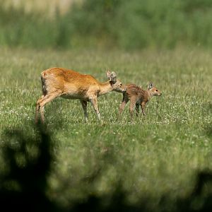 Chinese water deer and fawn, ZSL Whipsnade, UK
