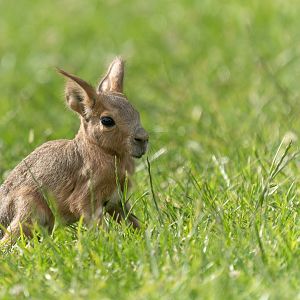 Patagonian Mara youngster, ZSL Whipsnade, UK