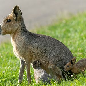 Patagonia Mara and youngsters, ZSL Whipsnade, UK