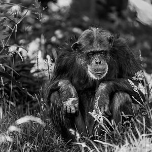 Chimp, Koko (f), ZSL Whipsnade