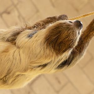 Linnaeus's two-toed sloth : Chester Zoo : 24 Jun 2024