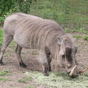 Serengeti Crossing - Warthog