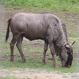 Serengeti Crossing - White-Bearded Wildebeast