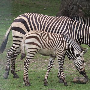 Serengeti Crossing - Hartmann's Mountain Zebra