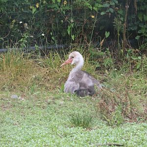 Serengeti Crossing - Wattled Crane Chick
