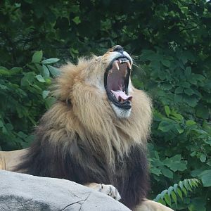 Kalahari Kingdom - African Lion