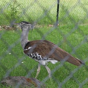 Kalahari Kingdom - Kori Bustard