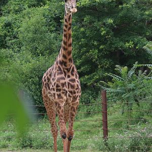 Giraffe Savanah - Masai Giraffe