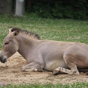 Giraffe Savanah - Somali Wild Ass