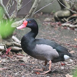 Nature’s Neighborhoods Children's Zoo - Rosy-Billed Pochard