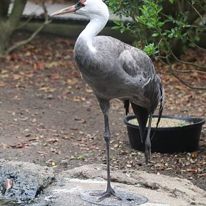 Nature’s Neighborhoods Children's Zoo - Hooded Crane