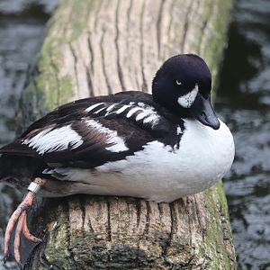 Nature’s Neighborhoods Children's Zoo - Barrow's Goldeneye