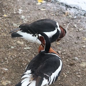 Nature’s Neighborhoods Children's Zoo - Red-Breasted Goose