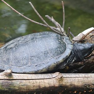 Nature’s Neighborhoods Children's Zoo - Blanding's Turtle