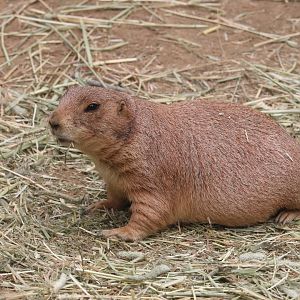 Nature’s Neighborhoods Children's Zoo - Black-Tailed Prairie Dog