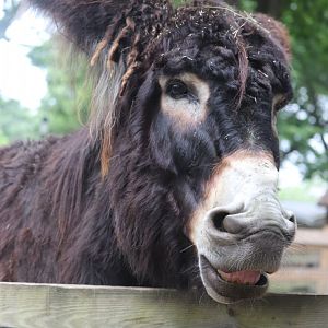 Franklin Farm - Poitou Donkey
