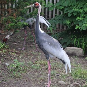 Bird's World - White-Naped Crane
