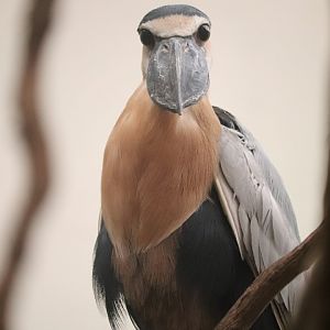 Bird's World - Boat-Billed Heron