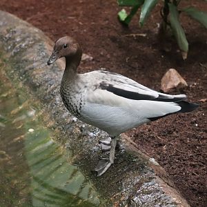 Bird's World - Australian Wood Duck