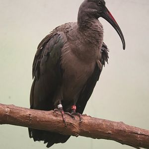 Bird's World - Hadada Ibis