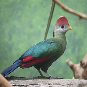 Bird's World - Red-Crested Turaco