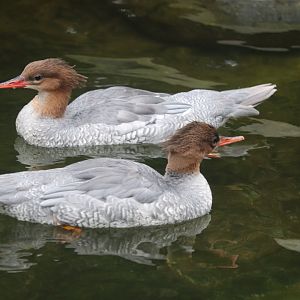 Nature’s Neighborhoods Children's Zoo - Scaly-Sided Merganser