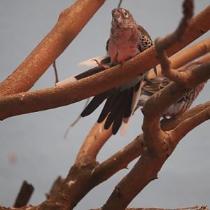 Bird's World - Bourke's Parrot