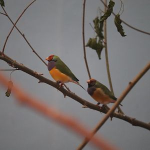 Bird's World - Gouldian Finch