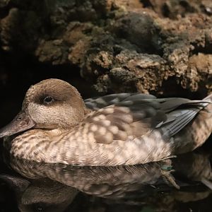Bird's World - Marbled Teal