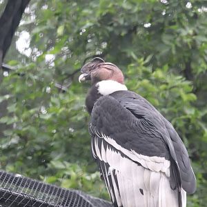 Raptor Ridge - Andean Condor