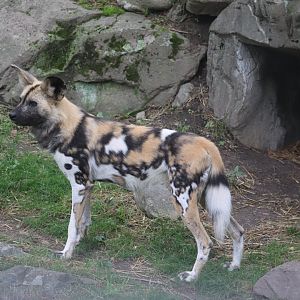 Franklin Park Zoo - African Painted Dog