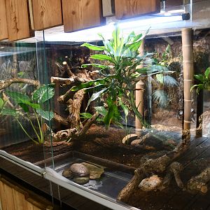 Chinese Water Dragon exhibit (House of Giants)
