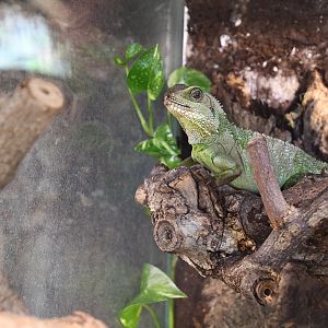 Chinese Water Dragon