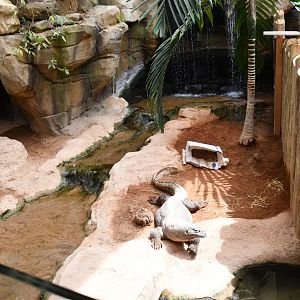 second Komodo Dragon exhibit (House of Giants)