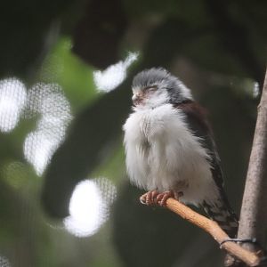 Tropical Forest - African Pygmy Falcon