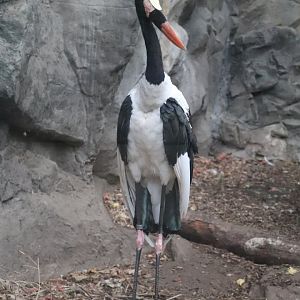 Tropical Forest - Saddle-Billed Stork