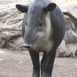 Tropical Forest - Baird's Tapir