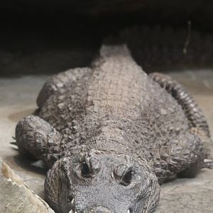 Tropical Forest - Dwarf Crocodile