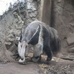 Tropical Forest - Giant Anteater