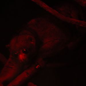 Tropical Forest - Potto