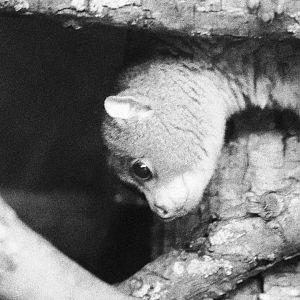 Tropical Forest - Potto