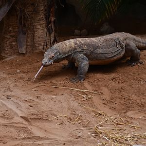 Komodo Dragon